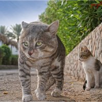 Коты Египта :: Сергей Порфирьев
