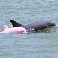 дельфин с малышом :: пюся 