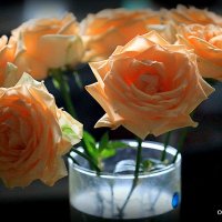 розы для любимых :: Олег Лукьянов