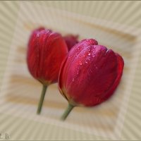 А вы видали, как грустят тюльпаны? :: Людмила Богданова (Скачко)