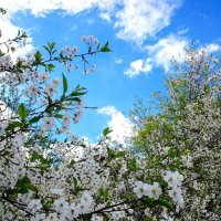 Cherry Blossom :: Оксана Павленко