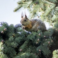 Затейница :: Виктор Х. 