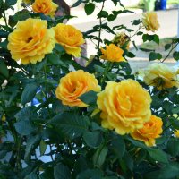 Розы желтые :: Николай Танаев