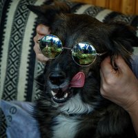 Dog Lennon :: Евгений 