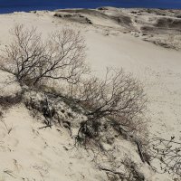 Мертвые дюны :: Татьяна Панчешная