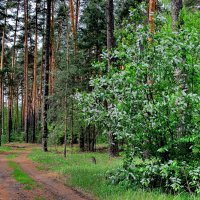 Отцветающей черёмухой весна... :: Лесо-Вед (Баранов)