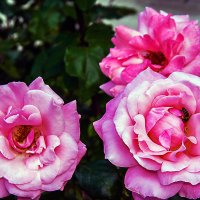 Как хороши, как свежи были розы... :: Александр Липовецкий