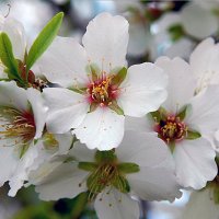Февраль - пора цветения миндаля.... :: Надя Кушнир