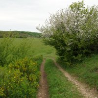 ПО ДОРОГЕ ВЕСНЫ.... :: Наталья Меркулова