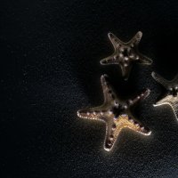 Морские звёзды :: Roamer Pon