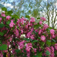 Цветет смородина в апреле :: spm62 Baiakhcheva Svetlana