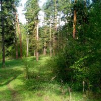 Смешанный лес . :: Мила Бовкун