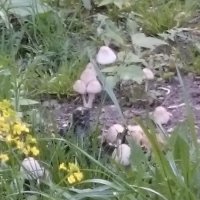Весна - весною, а грибы - по расписанию... :: Galina194701 