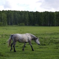 *** :: Дмитрий Петренко