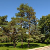 Burnett park. Toronto. :: Надя Кушнир