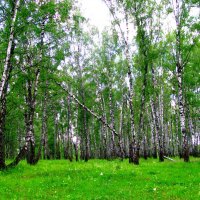 Окрестности Мценска. :: Владимир Драгунский