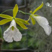 орхидеи цветут :: Лариса *