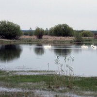 лебединое озеро :: оксана 