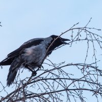 "И каркнула..." :: Владимир Безбородов