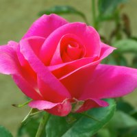 Июнь,утро,роза... :: Тамара (st.tamara)