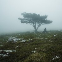 в тумане :: Ольга Чиж