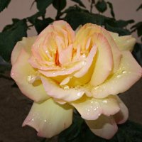Розы под дождем) :: Galina Dzubina