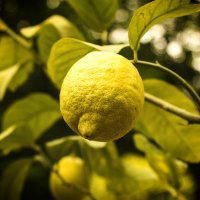 Lemon tree ... :: Сергей Козырев
