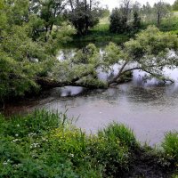 Река Рожайка в Домодедовском районе :: Tata Wolf