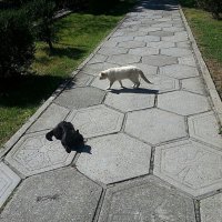 Если чёрный кот и белый кот дорогу перейдёт... :: Наталья Владимировна