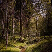 Ручей в лесу :: Ириника 