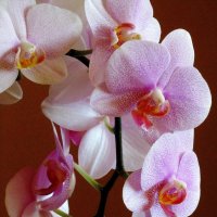 Душа орхидеи :: Сергей Карачин
