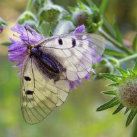 Бабочка на цветке :: Юрий Стародубцев