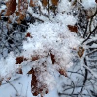 Ноябрьский пушистый снежок! :: Елизавета Успенская