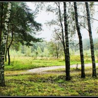 Осень в Ромашковском лесу :: Юрий Яньков