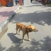 Пять минут из жизни бездомного пса... :: Наталья Владимировна