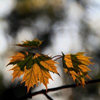 Листья клена :: Галина Васильева