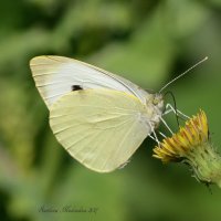 Капустница. :: Светлана Ивановна Медведева