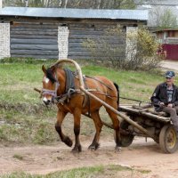 гужевая повозка :: Елена Кордумова