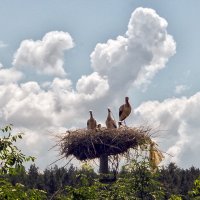 аисты :: юрий иванов