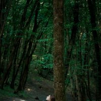 в лесу :: Александра Домнина