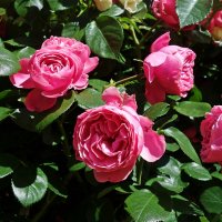 Время цветения роз!... :: Galina Dzubina