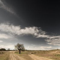 Дерево на развилке двух песчанных дорог :: Александр 