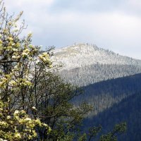 Весна в Карпатах :: Роман Савоцкий