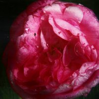 роза - королева цветов :: Любовь Кищенко