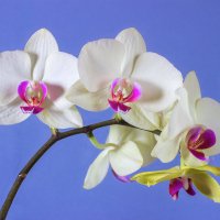 Орхидея :: prvivl prvivl