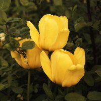 Желтые тюльпаны. :: Марина Никулина