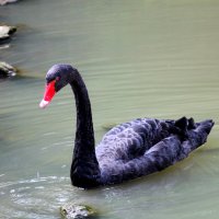 Черный лебедь :: Алла ZALLA