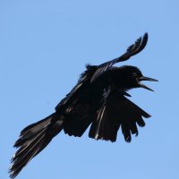 boat-tailed grackle :: Naum 