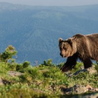 Незапланированное знакомство :: Василиска Переходова