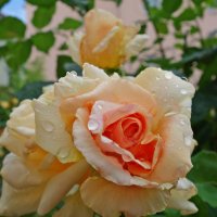 Розы под дождем... :: Galina Dzubina